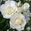 Iceberg® -HEIRLOOM ROSES Sales iceberg