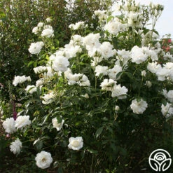 Iceberg® -HEIRLOOM ROSES Sales iceberg 3 8