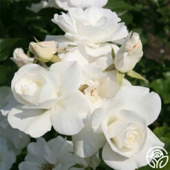 Iceberg® -HEIRLOOM ROSES Sales iceberg 4 8