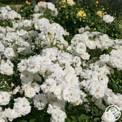 Iceberg® -HEIRLOOM ROSES Sales iceberg 5 7