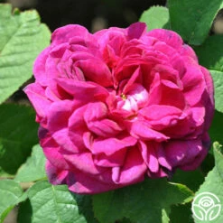 Indigo 7 Indigo -HEIRLOOM ROSES Sales indigo 3 5