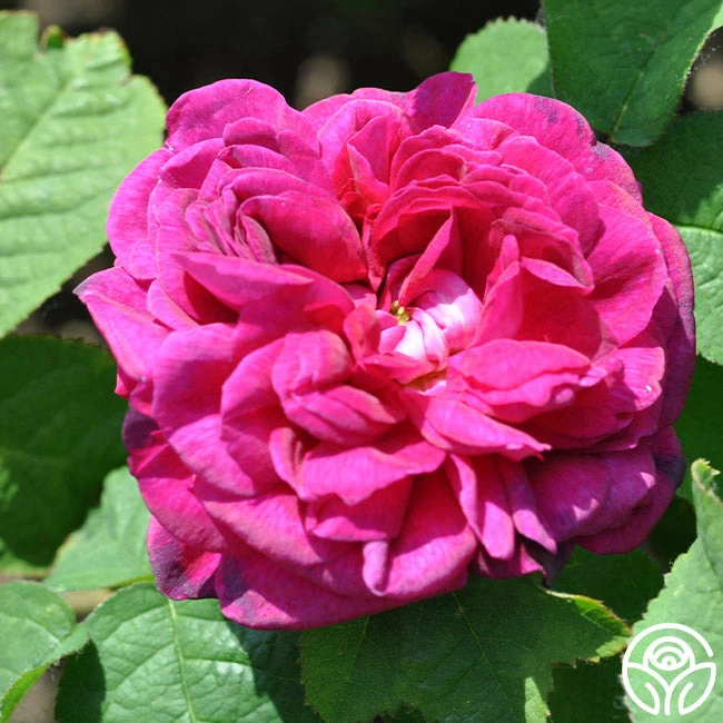 Indigo 5 Indigo - Image 3