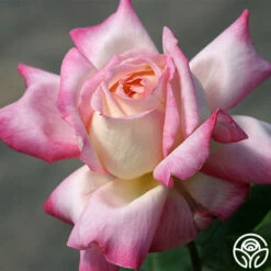 Iowa Belle 7 Iowa Belle -HEIRLOOM ROSES Sales iowa belle 2