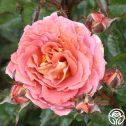 Iris Webb -HEIRLOOM ROSES Sales iris webb 1 1 1