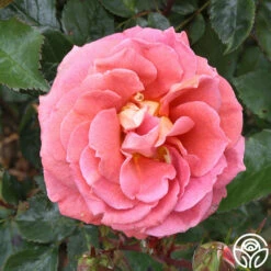 Iris Webb -HEIRLOOM ROSES Sales iris webb 3