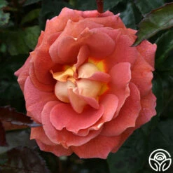 Iris Webb -HEIRLOOM ROSES Sales iris webb 4