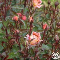 Iris Webb -HEIRLOOM ROSES Sales iris webb 5