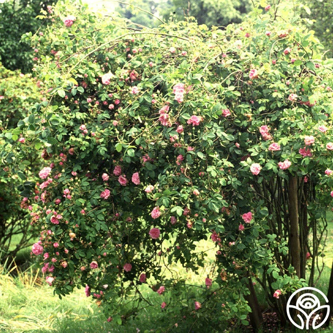 Ispahan 4 Ispahan - Image 2