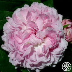 Jacques Cartier -HEIRLOOM ROSES Sales jacques cartier 1