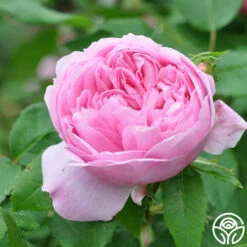 Jacques Cartier -HEIRLOOM ROSES Sales jacques cartier 4