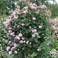 James Galway® -HEIRLOOM ROSES Sales james galway 12