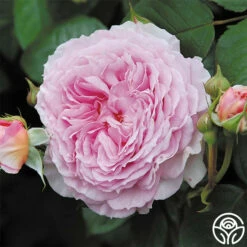 James Galway® -HEIRLOOM ROSES Sales james galway 3 1 1