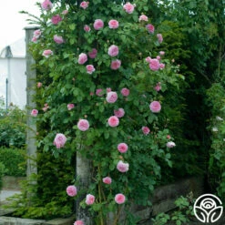 James Galway® -HEIRLOOM ROSES Sales james galway 4 1