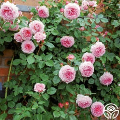 James Galway® -HEIRLOOM ROSES Sales james galway 5