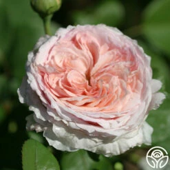 James Galway® -HEIRLOOM ROSES Sales james galway 6 1