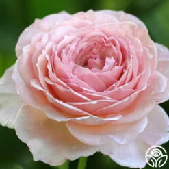 James Galway® -HEIRLOOM ROSES Sales james galway 7 2