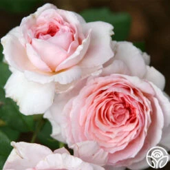James Galway® -HEIRLOOM ROSES Sales james galway 8 2