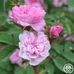 James Mitchell -HEIRLOOM ROSES Sales james mitchell 1 5