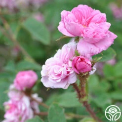 James Mitchell -HEIRLOOM ROSES Sales james mitchell 4 5