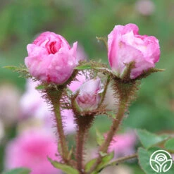 James Mitchell -HEIRLOOM ROSES Sales james mitchell 5