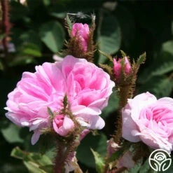 James Mitchell -HEIRLOOM ROSES Sales james mitchell 6