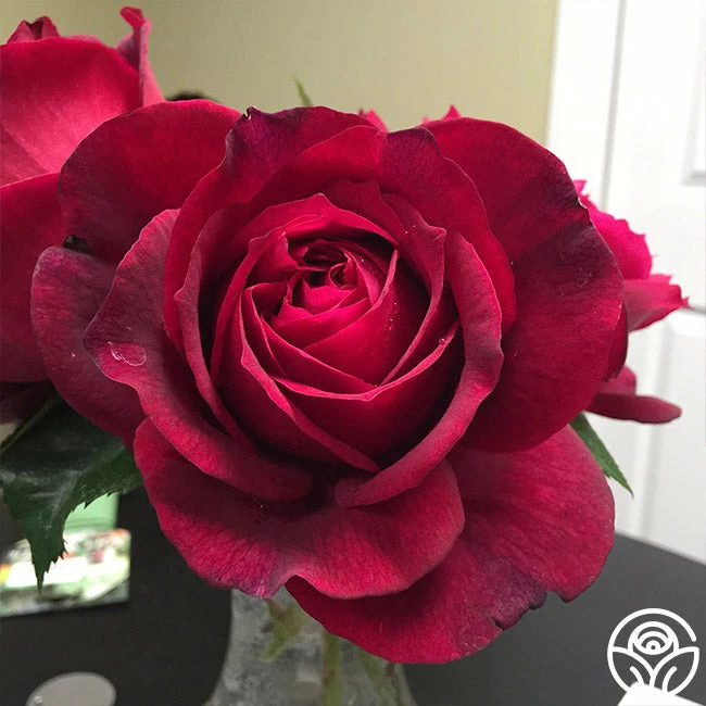 Janice Kellogg 4 Janice Kellogg - Image 2