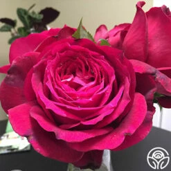 Janice Kellogg 7 Janice Kellogg -HEIRLOOM ROSES Sales janice kellogg 2 1 2