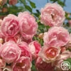 Arborose® Jasmina -HEIRLOOM ROSES Sales jasmina 1