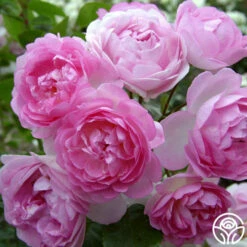 Arborose® Jasmina -HEIRLOOM ROSES Sales jasmina 3