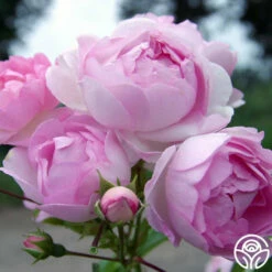 Arborose® Jasmina -HEIRLOOM ROSES Sales jasmina 4