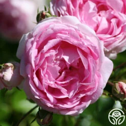 Arborose® Jasmina -HEIRLOOM ROSES Sales jasmina 5 1