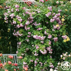 Arborose® Jasmina -HEIRLOOM ROSES Sales jasmina 6 1