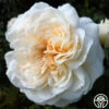 Joan Fontaine™ -HEIRLOOM ROSES Sales joan fontaine 1 7