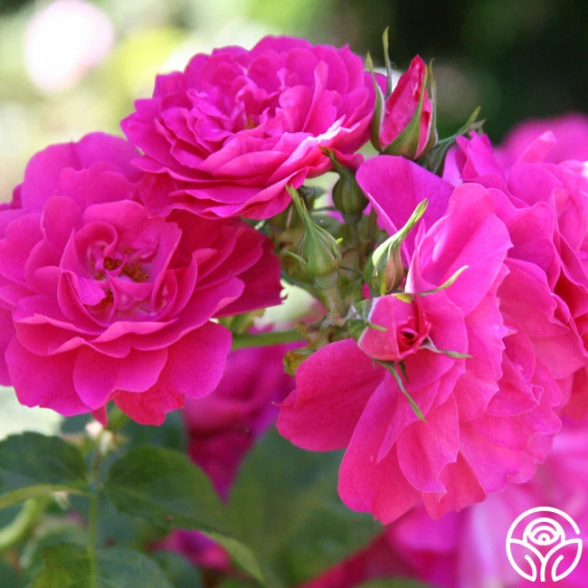 John Cabot 4 John Cabot - Image 2