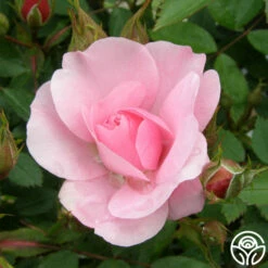 John Davis -HEIRLOOM ROSES Sales john davis logo 02