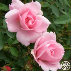 John Davis -HEIRLOOM ROSES Sales john davis logo 03