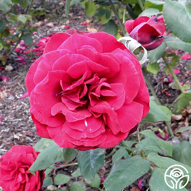 John S. Armstrong® 3 John S. Armstrong®