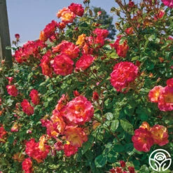 Joseph's Coat -HEIRLOOM ROSES Sales josephs coat 11