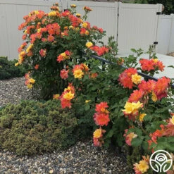 Joseph's Coat -HEIRLOOM ROSES Sales josephs coat 6