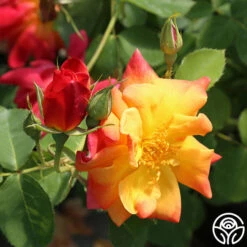 Joseph's Coat -HEIRLOOM ROSES Sales josephs coat 8