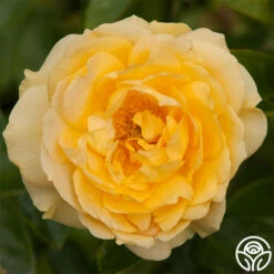 Julia Child™ -HEIRLOOM ROSES Sales julia child 2 2
