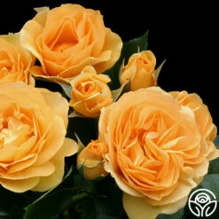 Julia Child™ -HEIRLOOM ROSES Sales julia child 73