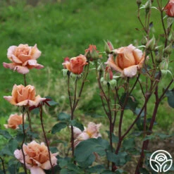 Julia's Rose® -HEIRLOOM ROSES Sales julia s rose 11