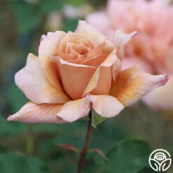 Julia's Rose® -HEIRLOOM ROSES Sales julia s rose 12