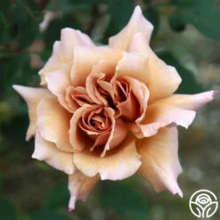 Julia's Rose® -HEIRLOOM ROSES Sales julia s rose 13