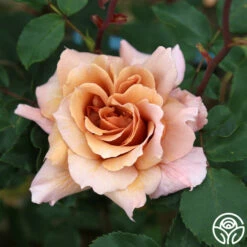 Julia's Rose® -HEIRLOOM ROSES Sales julia s rose 16