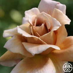 Julia's Rose® -HEIRLOOM ROSES Sales julias rose 1