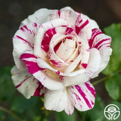 Julio Iglesias™ -HEIRLOOM ROSES Sales julio iglesias 1