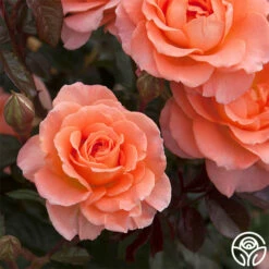 Jump For Joy™ -HEIRLOOM ROSES Sales jump for joy 10