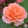 Jump For Joy™ -HEIRLOOM ROSES Sales jump for joy 11